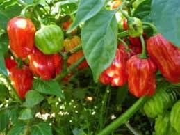 Piments