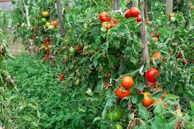 Tomates